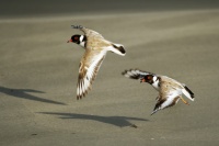 Kulik cernohlavy - Thinornis cucullatus - Hooded Plover 1635